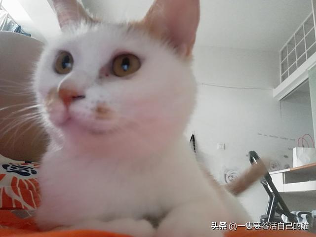 中国宠物网如何看出猫的发情:我家的猫咪最近总是五六点就叫，什么情况？