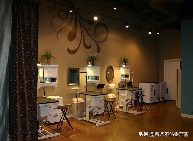宠物服务项目简介:现在比较新奇的宠物服务都有哪些？