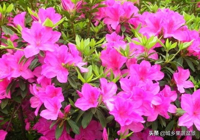 盆栽杜鹃花夏天怎么养:盆栽杜鹃花冬天怎么养 杜鹃花盆景在气温髙时候怎样调节？