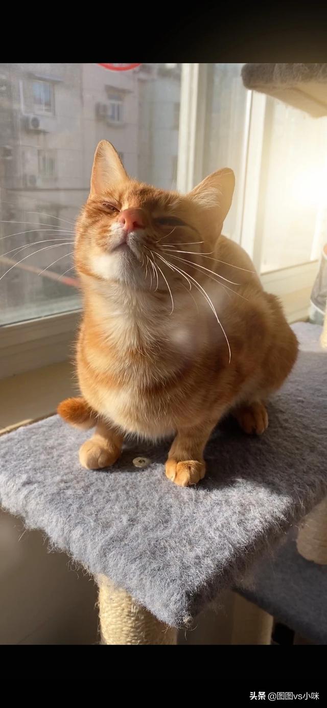 小野猫驯养手册在线:你收养的流浪猫，现在怎么样了？