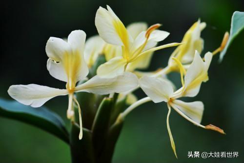 头条问答 姜花影响生姜生长吗 大娃看世界的回答 0赞