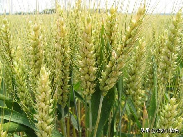 中国最好的小麦是哪里，中国的小麦主产区都有那些地方？