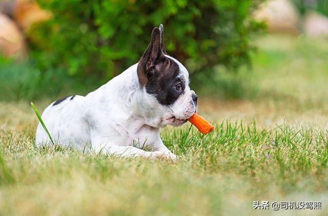 牧羊犬喜欢吃什么蔬菜:除了狗粮，边牧还可以吃什么？ 牧羊犬喜欢吃什么东西