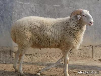 在农村羊价大跌的时候，有的农民反而卖掉全部的羊，这是什么原因？
