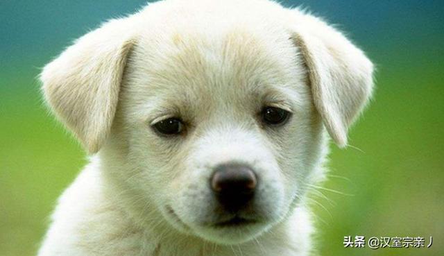 犬蛔虫病的诊断意义:给人驱蛔虫的肠虫清可以用来给小狗驱虫吗？