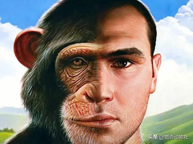 跗猴和类人猿:人和猴子都是由古猿进化而来的，生殖隔离是如何产生的？