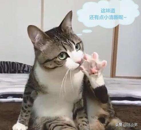 猫咪闻到臭脚后为什么会张开嘴:请问，猫咪不会嫌弃自己的主人脚臭吗？