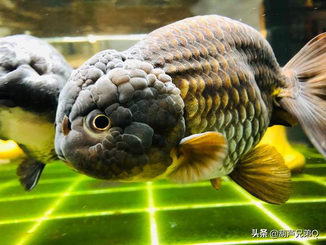 红鲫鱼生小鱼样子视频:一厘米的金鱼多久生小鱼？