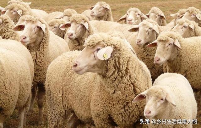 寄生虫性皮肤病用什么药:寄生虫性皮肤病症状 常见的羊皮肤上寄生虫病，养羊如何进行治疗？