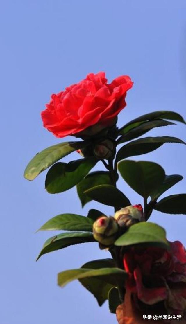 山茶花是什么颜色:白色茶花有几个品种，日常养护需要注意什么？