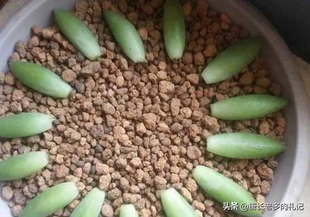 王玉珠帘多肉植物图片:我养的千佛手变黑了，叶子一碰就掉，怎么办？