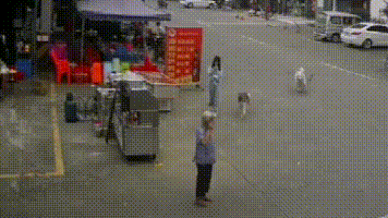 哈尔滨猫脸老太太事件:宠物，无辜老人，谁之过？