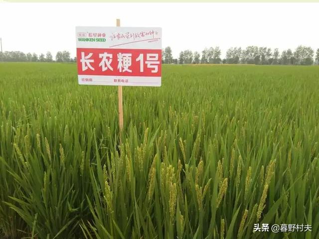 西里汉梗品种:适应安徽种植的梗稻品种有哪些？