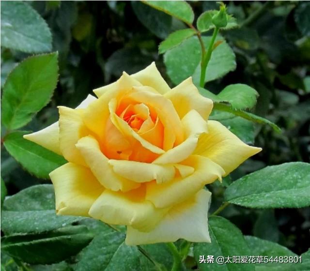 月季花的栽培和管理:月季花的种植与管理方法 月季花，怎样管理才能又多又艳丽？