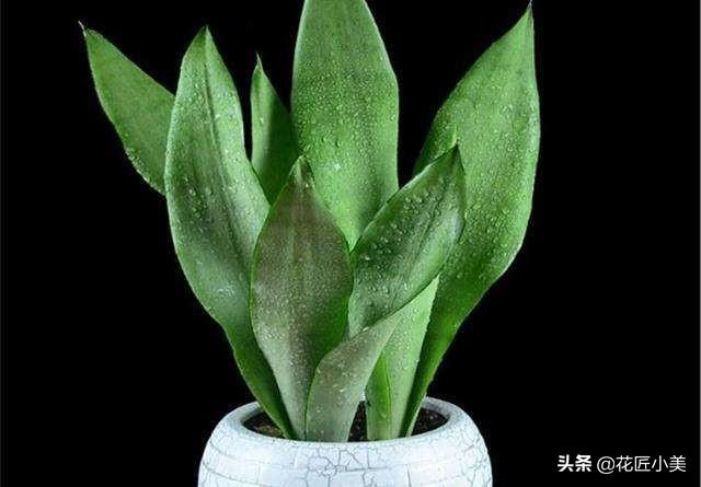 白玉是什么颜色,白玉虎皮兰为什么会呈绿色？