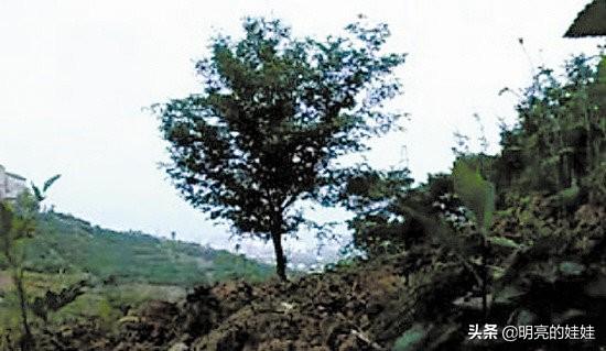 静秋原型:山楂树之恋里老三死后,静秋的生活是怎样的？