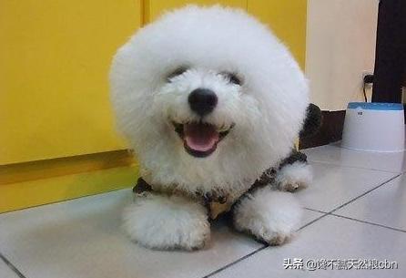 比熊狗粮对泪痕好:比熊犬过得滋润的有哪几个特征？比熊被主人养得好的几个表现？