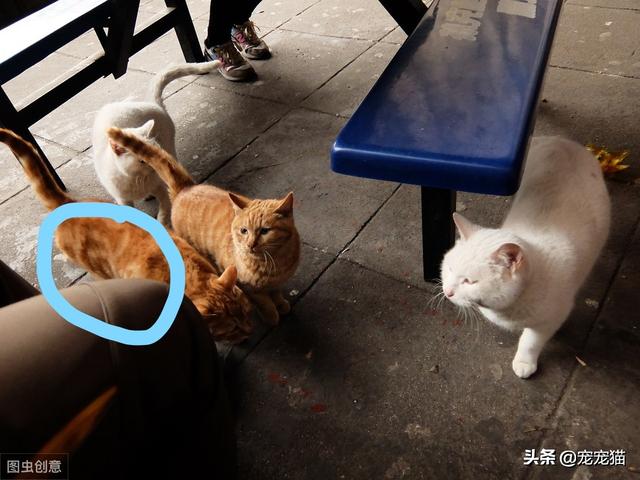 猫咪物语10:猫咪10个月，2.7公斤体重正常么？ 猫咪物语1百度云