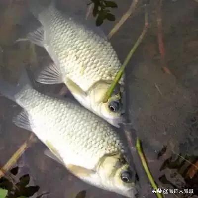 黄金鲫鱼的优势:想搞淡水鱼养殖，什么鱼比较容易养呢？请高人指点？