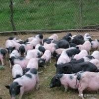 小香猪养殖:养殖香猪和养殖普通的猪哪个比较有优势？