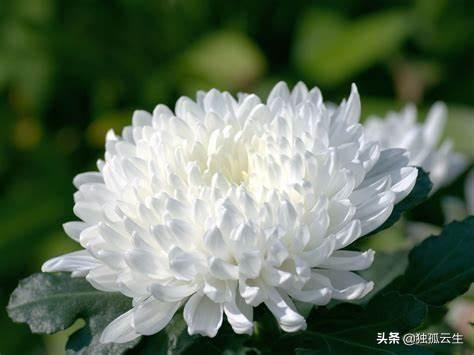 菊花的象征意义:菊花有什么品种、寓意习性？