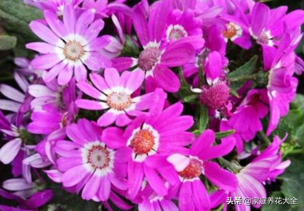 瓜叶菊图片:怎样养殖瓜叶菊比较好？瓜叶菊有什么作用？