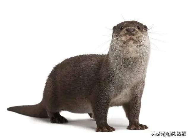 水猴子存在吗？