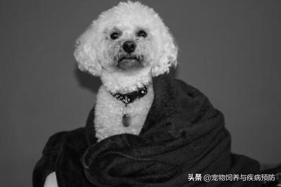 小比熊犬图片:比熊犬的智商和性格简介，比熊智商排名第几名？