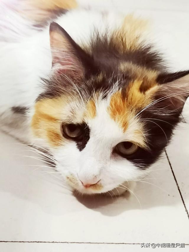 英短猫的耳螨是什么:是什么原因让你养了第二只猫？