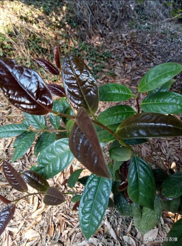 油茶树嫁接(油茶树嫁接品种好还是不嫁接好)