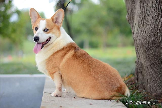 皇朝博美犬舍网站:博美犬贵不贵？怎样养比较好？