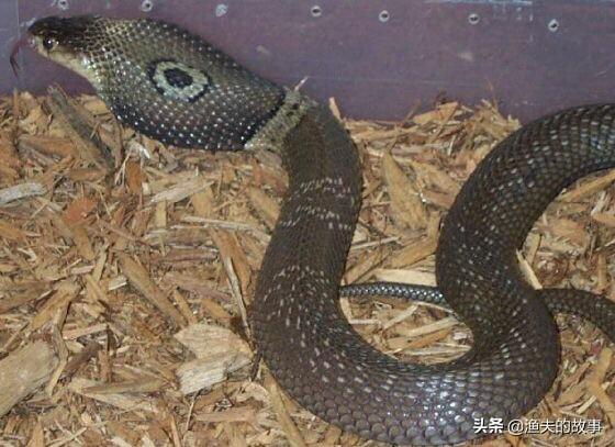 眼睛蛇的养殖:眼镜蛇的养殖方法 饲养眼镜王蛇的前景如何？饲养时应该注意什么？
