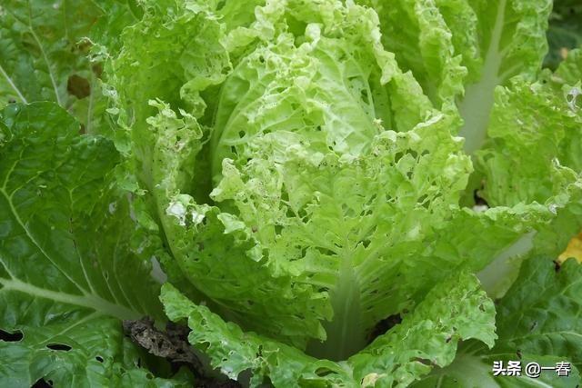 头条问答 大白菜食叶害虫有哪些 大白菜食叶害虫怎么防治 唐sir手艺的回答 0赞