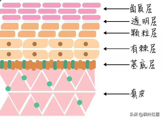 化妆水是不是爽肤水:化妆水和爽肤水什么区别有什么作用