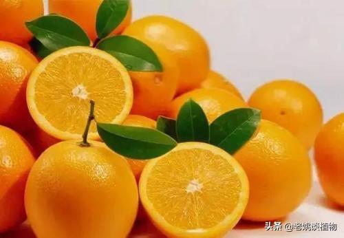 橙子能降低胆固醇吗，脐橙的功效体现在哪些方面