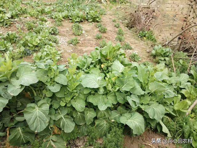 头条问答 农村种植白花菜 要注意什么 14个回答