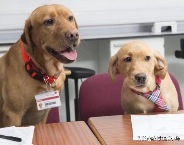 济南市畜牧兽医学校:女生学山东畜牧兽医职业学院好嘛？