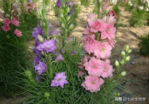 北方大花金鸡菊栽培时间:大花飞燕草种子催芽方法？