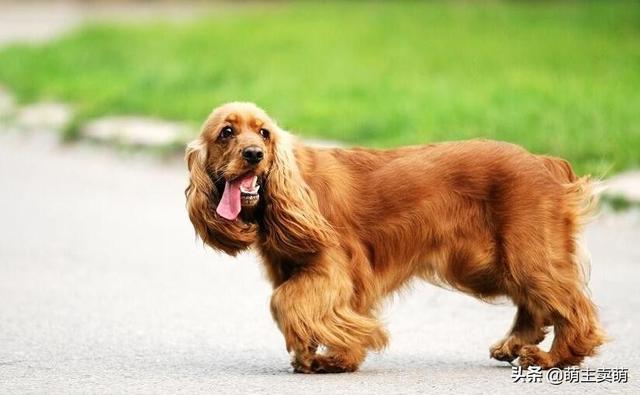 米格鲁犬和可卡犬哪个闹人:英国可卡犬如何饲养 体味很大的狗狗都有哪些？
