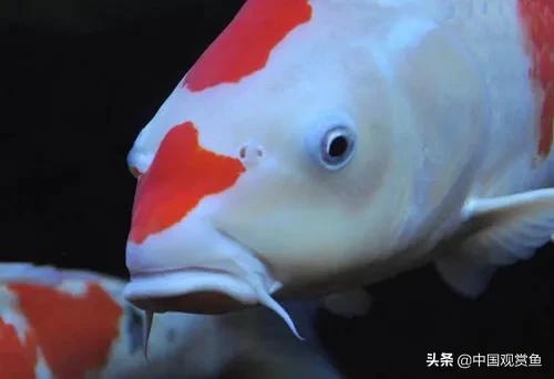 水族疾病唑替尼:热带鱼无故死亡，求原因？