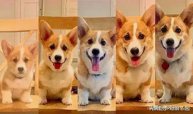 如何分辨真假柯基幼犬:怎么看柯基是不是纯种的？