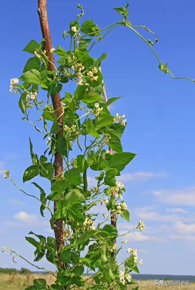 角箱鲀图片:农民种芸豆，植株长势挺好，就是不坐荚，这是为何？如何防治？