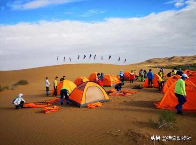 非洲帝王蝎:非洲帝王蝎子 蝎子很贵，沙漠蝎子多咋没有人去捉？