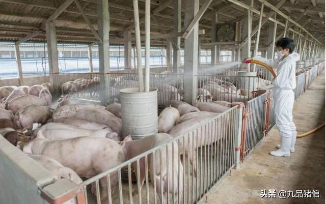 乳房蜂窝组织炎图片:母猪乳房有结块怎么办?母猪乳房结块怎心办？