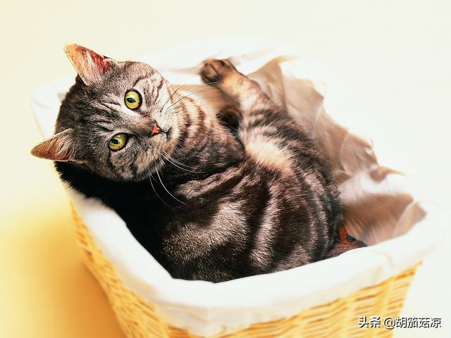 猫用了博来恩一直挠:求助帖，急急急，猫咪长癣了，怎么治疗？