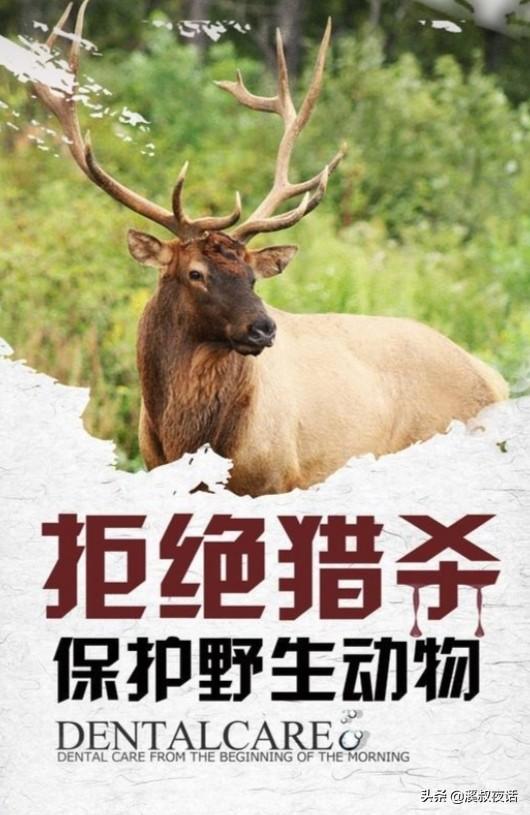 细狗撵野鸡:为什么老人说不追上山兔，撵下山鸡？
