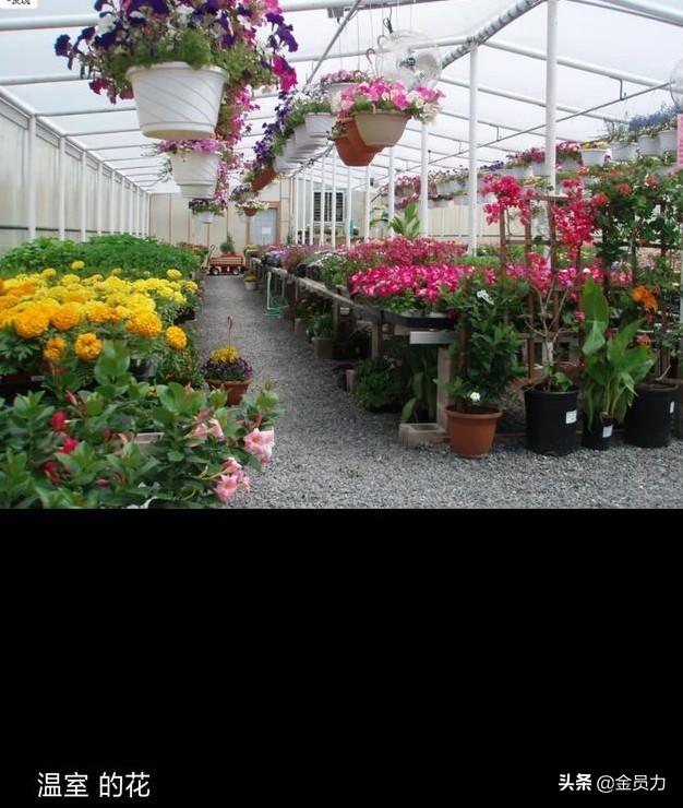 头条问答 为什么说苦难会让一个人快速成长而快乐却会使人更像温室里的花朵 霍三虎的回答 0赞