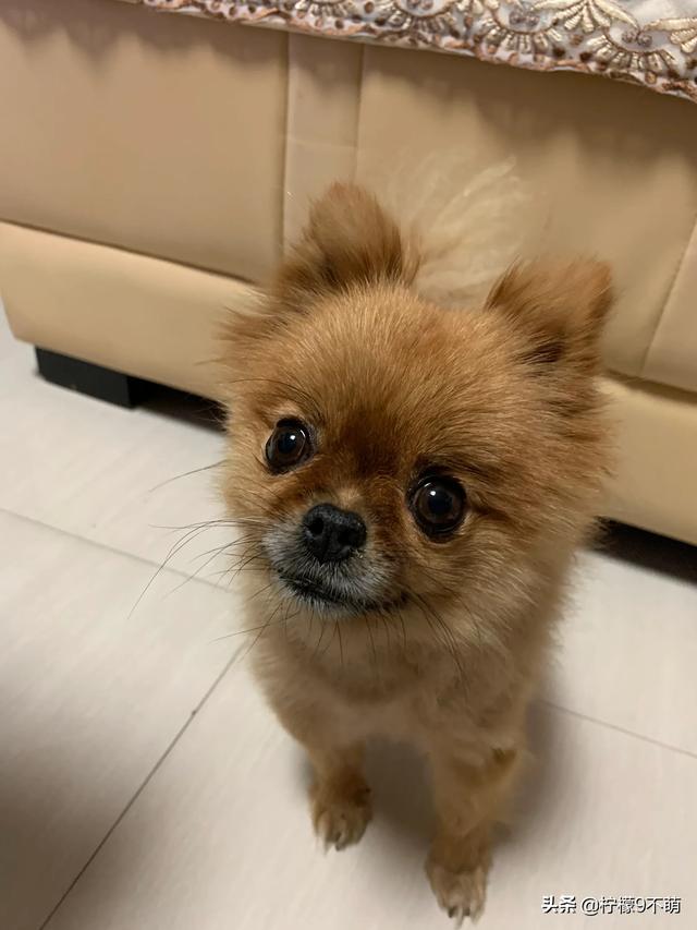 头条问答 博美犬的缺点是什么 42个回答