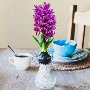 哪些花可以水培？
