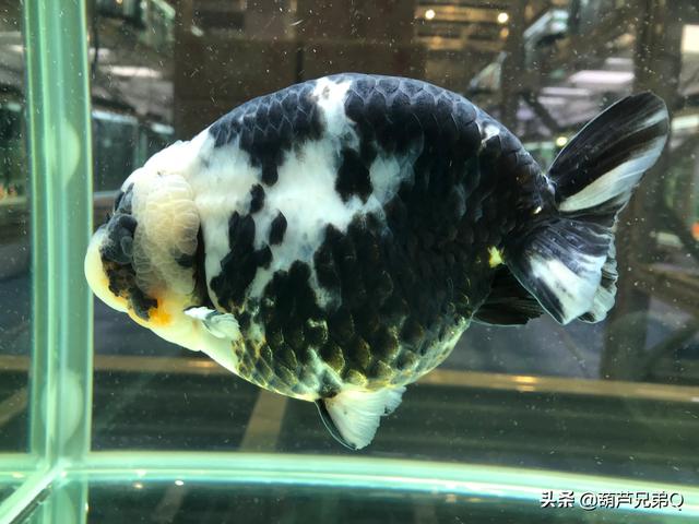 红鲫鱼生小鱼样子视频:一厘米的金鱼多久生小鱼？